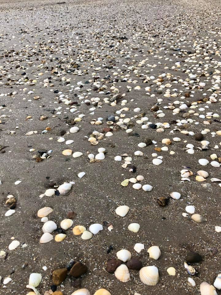 Beach Floor: Abbeyside, Dungarvan, West Waterford. Eoin O'Keeffe Architects.